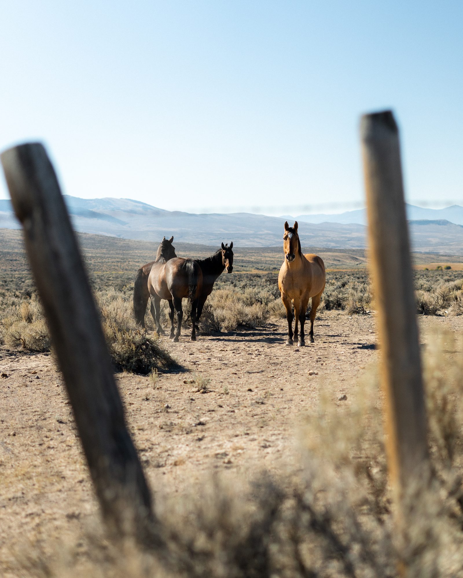 Three horses seen between fence posts