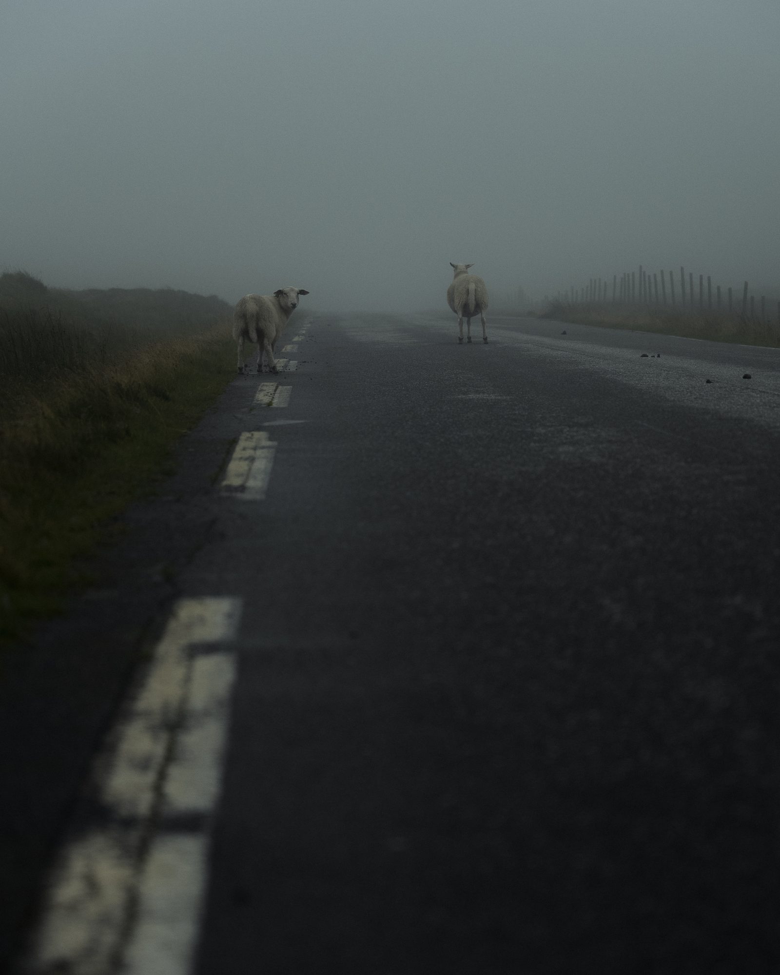 Two sheep on a foggy road
