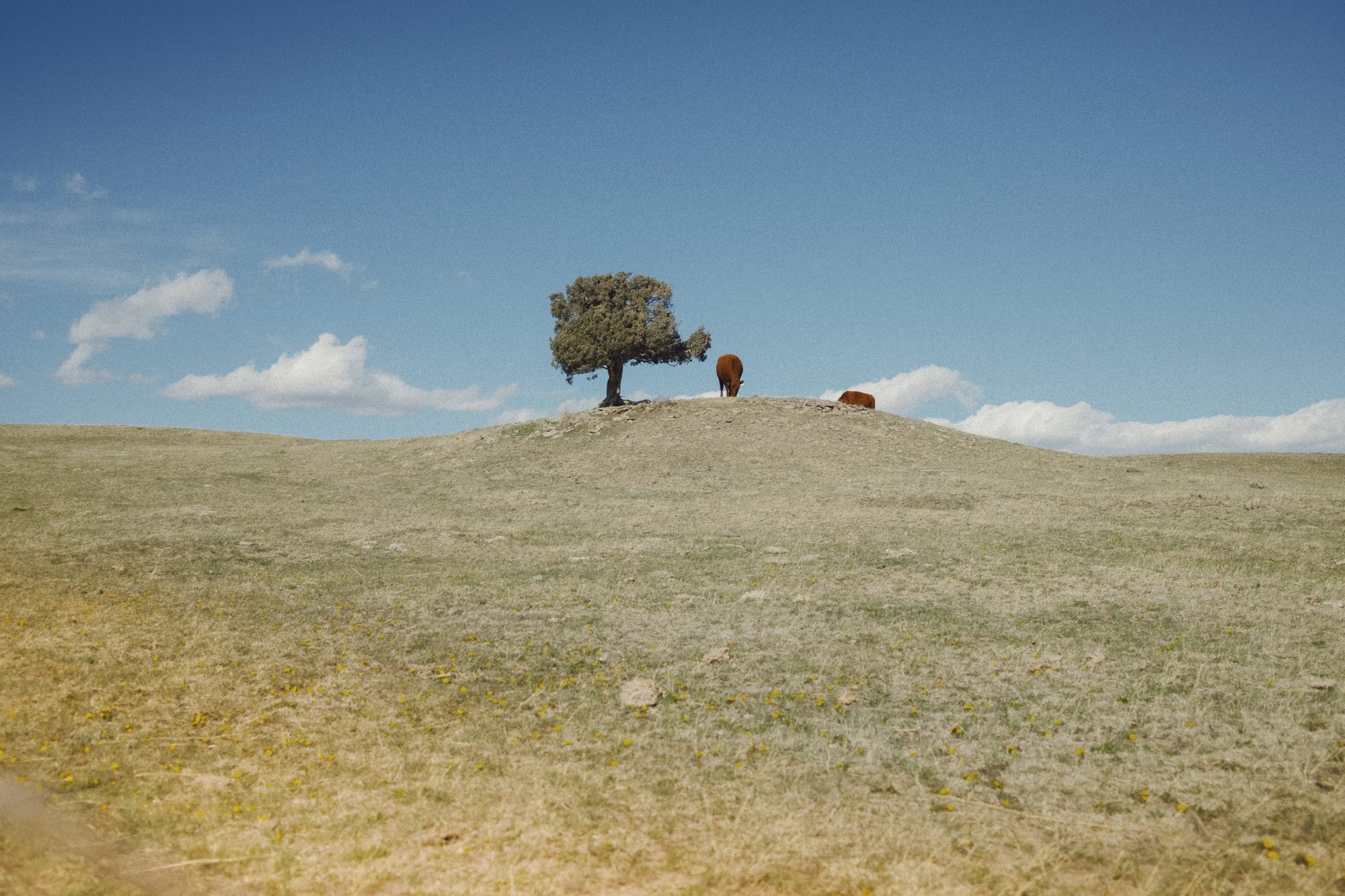Lone tree and cattle on a grassy hill