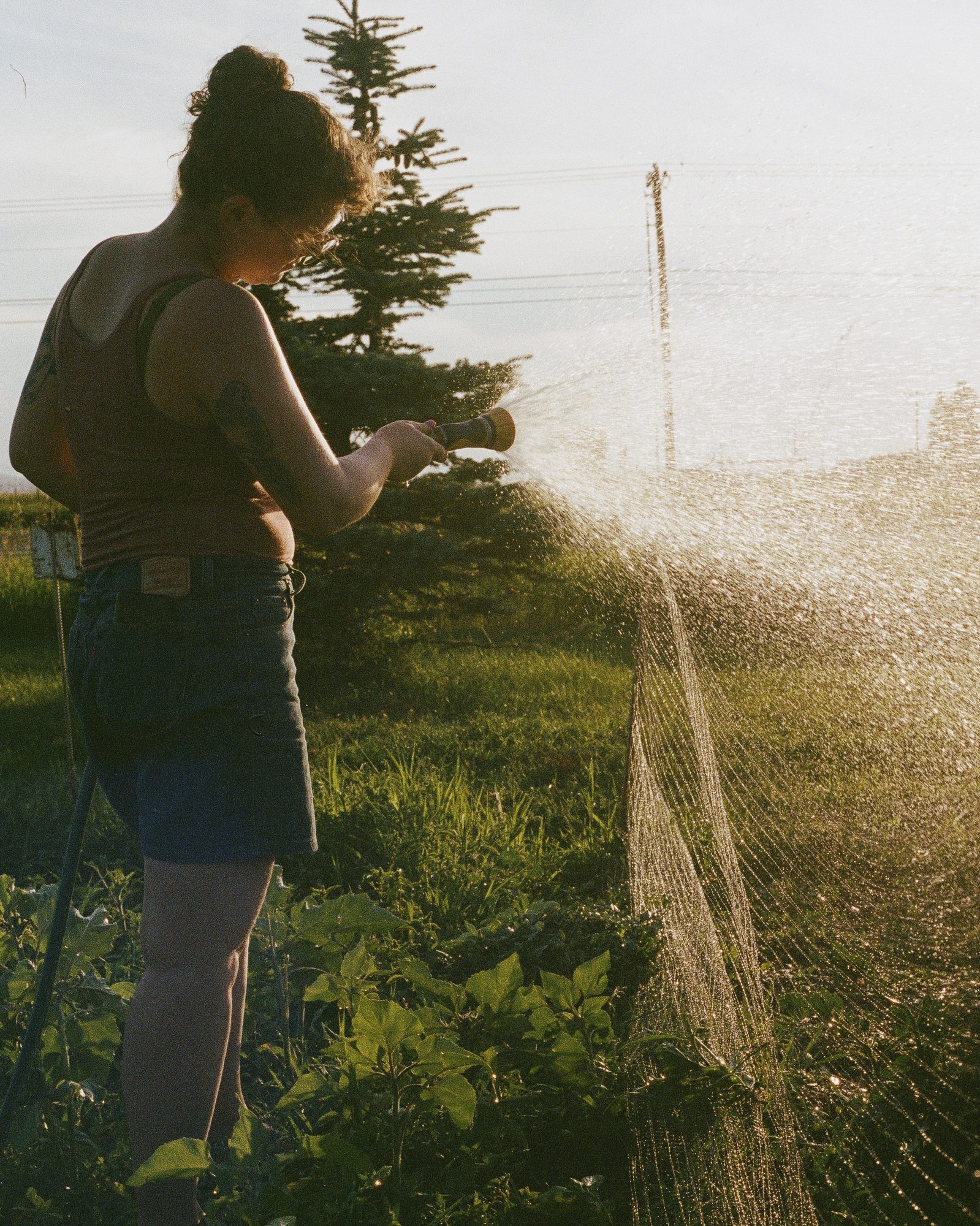 Woman watering a garden in evening light